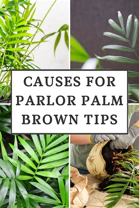 7 Big Causes of Parlor Palm Brown Tips & How to Prevent