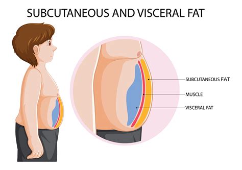 Fat Loss 204: Visualizing Visceral Fat | Revitalize Metabolic Health