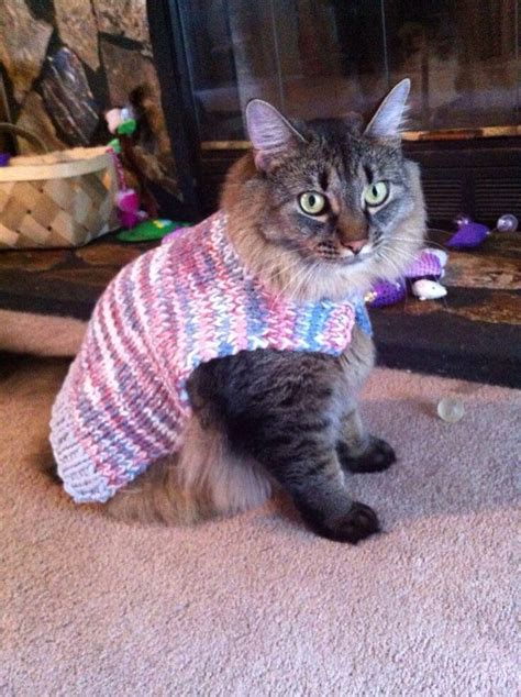 Cat wearing a knitted Sweater Cats Meow, Kittens, Feline, Stella ...