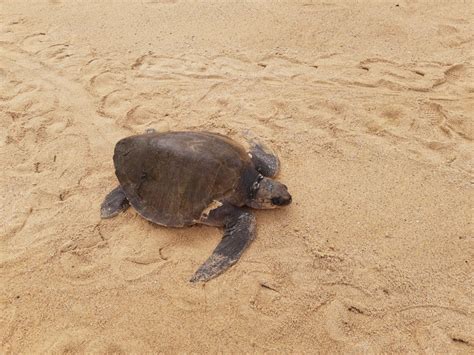 Michoacan's Coastal Charms: The 16 Best Beaches for Your Bucket List | Mexico Travel & Leisure