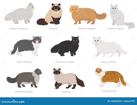 Types Of Persian Cats With Pictures | bellurbis.com