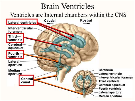 PPT - Chapter 14 The Central Nervous System PowerPoint Presentation, free download - ID:272389