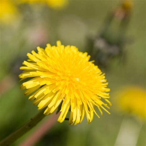 Dandelion Flower Essence ~ be here now | Saskia's Flower Essences