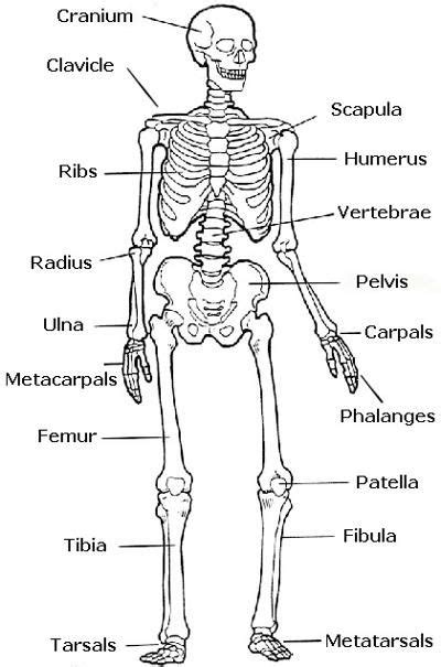 Labeled Human Torso Model Diagram / Functions of the Skeletal System You'd Certainly Want to ...