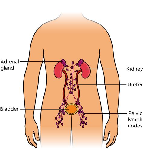 Swollen Lymph Nodes Groin Men