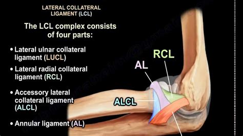 normal elbow — Dr. Wael BAYOUD