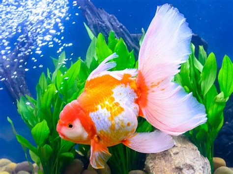 Goldfish Tank Mates: 10 Most Recommended Besties for Goldies