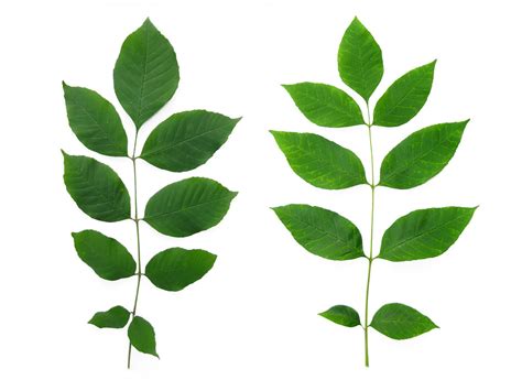 Fraxinus americana - White Ash leaves | Virens (Latin for greening ...