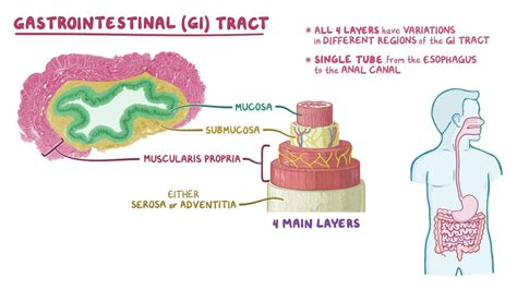 Esophagus histology: Video, Anatomy & Definition | Osmosis