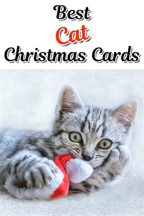 10 Cute and Funny Cat Christmas Cards