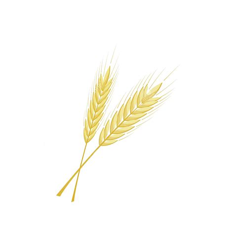 Barley PNG (A herbaceous plant.) Transparent Background | pngteam.com