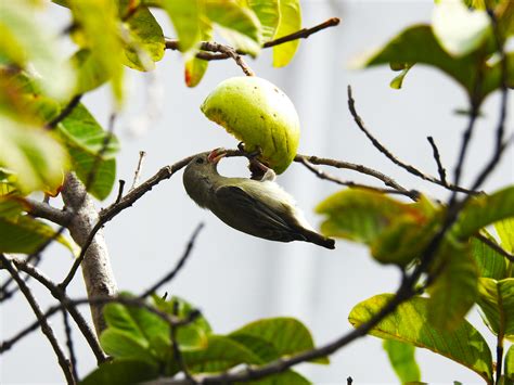 Bird Eating a Fruit · Free Stock Photo