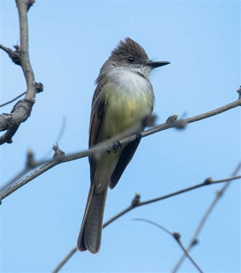 End of the World Birding – Madera Canyon – Southeast Arizona Birding