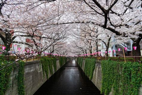 Cherry Blossom Festival in Full Bloom at Meguro River . Meguro River is ...