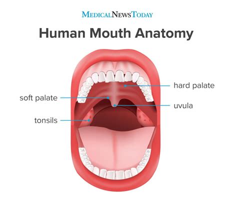 Why is the oral cavity important? - Royal Dental Clinics Blog