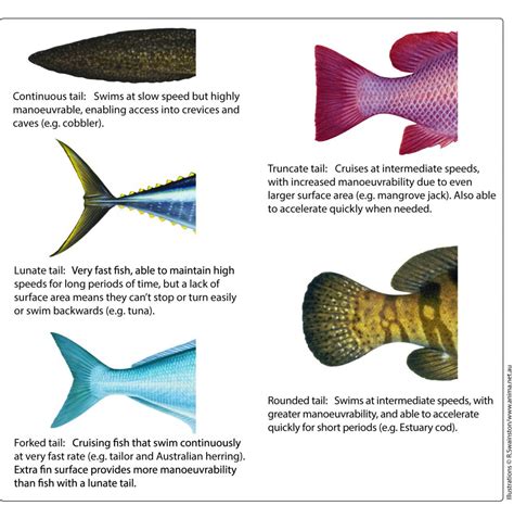 Fact Sheet: Fish Anatomy • Department of Primary Industries and Regional Development