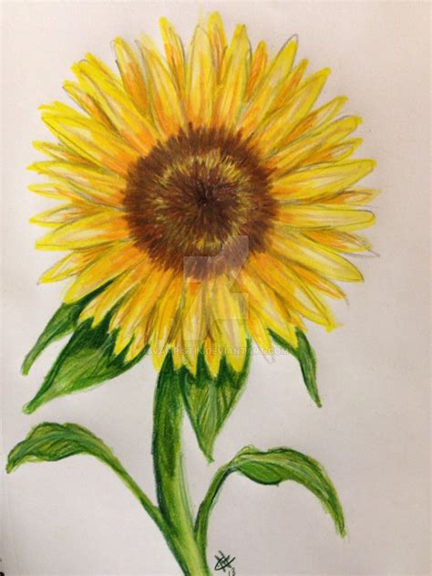 Sunflower Pencil Sketch at PaintingValley.com | Explore collection of Sunflower Pencil Sketch