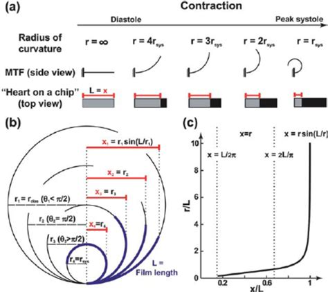 Calculation of the radius of curvature. (a) A schematic drawing... | Download Scientific Diagram