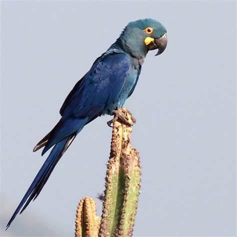 Lear's macaw (Anodorhynchus leari) | Parrot, Parrots art, Macaw