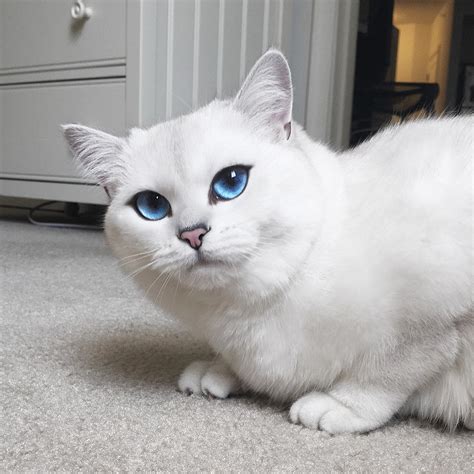 Coby, el gato con el delineado de ojos perfecto