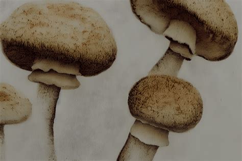 Mushroom Spore Print Art · Creative Fabrica