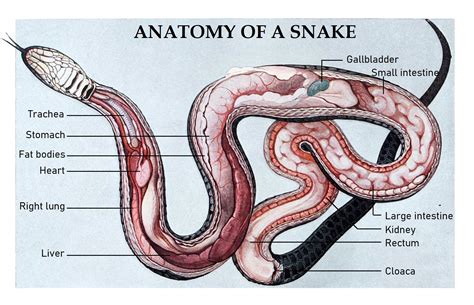 ABOUT SNAKES - Friends of Snakes Society