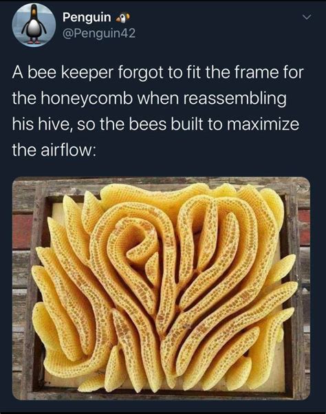 Clever Bees!! | Bee, Wtf fun facts, Fun facts