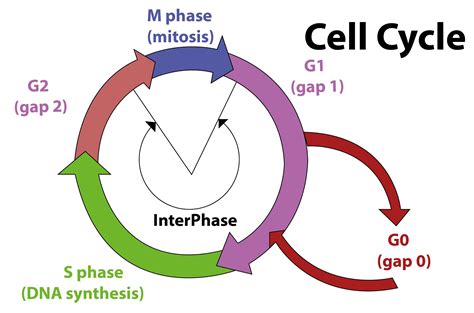 G0 Phase Cell Cycle | Hot Sex Picture