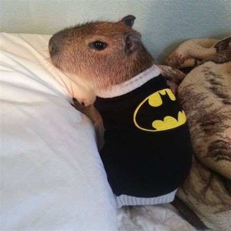 Tiny dressed capybara http://ift.tt/2knO7q7 | Capybara, Baby capybara, Cute animals