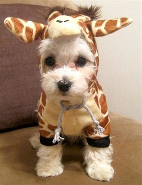 These 30 Halloween Dog Costumes Will Put A Smile On Your Face | Cute ...