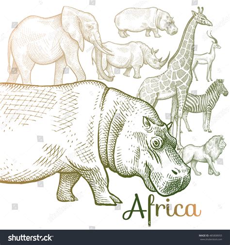 Poster African Animals Vector Illustration Book Stock Vector (Royalty ...