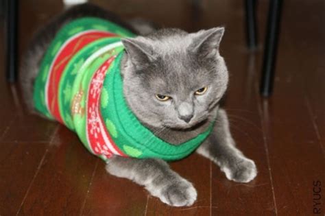 Caterville: Cats Wearing Christmas Sweaters