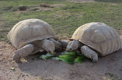 How Long Does A Sulcata Tortoise Live?