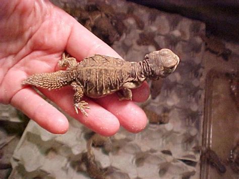 Red Nigerian Uromastyx Diet - diyinter