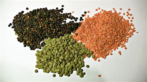 Lentil - Wikipedia Bahasa Melayu, ensiklopedia bebas