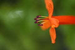 Category:Orange flowers - Wikimedia Commons