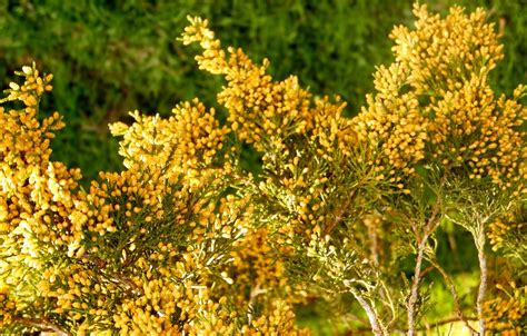 In the Garden and More: Unprecidented Cedar Pollen~ Timely Again!