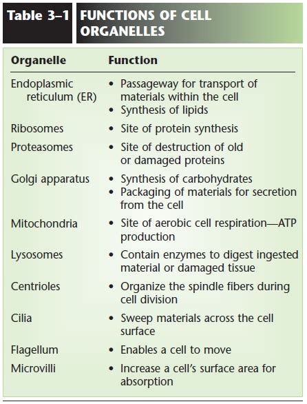 Cell Organelles And Their Functions Chart Cytoplasm