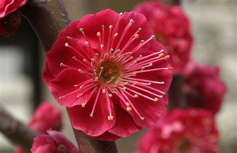 Ume, the Japanese Plum Tree, Prunus mume – Botany Boy