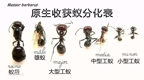 蚂蚁图片分工,蚂蚁的分工图片 - 伤感说说吧