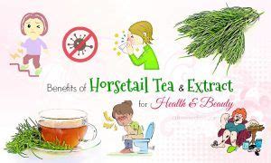 32 Benefits Of Horsetail Tea And Extract For Health & Beauty