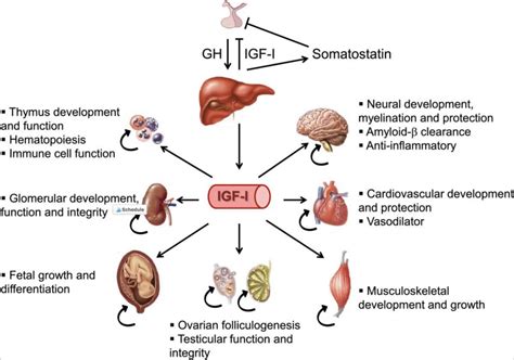 IGF-1: Miracle Hormone or Health Hazard? | Diet vs Disease