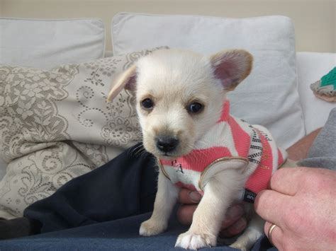 Chi-Poo (Chihuahua-Poodle Mix) Info, Puppies, Temperament, Picture