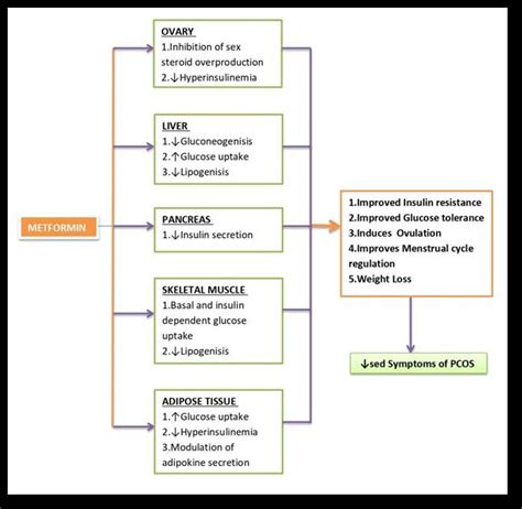 Mechanisms by which Metformin decreases symptoms of PCOS. | Download Scientific Diagram