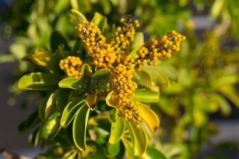 Yellow berries stock photo. Image of climate, tropical - 33601004