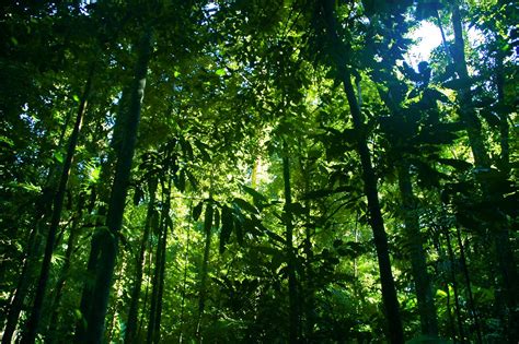 rainforest | a random rainforest shot | ben britten | Flickr