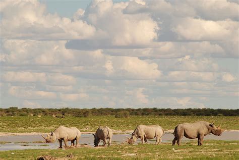 Namibia’s Black Rhino Custodianship Program - Conservation Frontlines