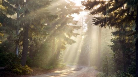 Sun Rays Through Forest Trees Wallpapers - Wallpaper Cave