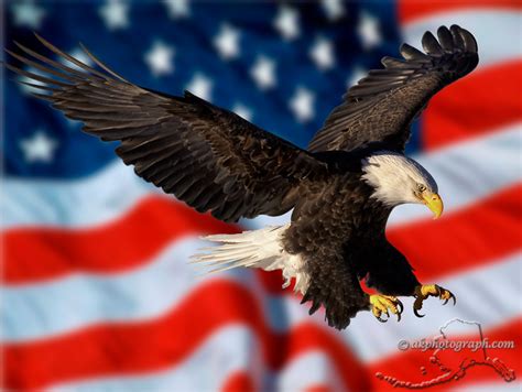 🔥 [49+] American Flag Eagle Wallpapers | WallpaperSafari