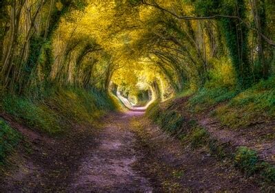 Image of Halnaker Tree Tunnel by Richard Joiner | 1022684